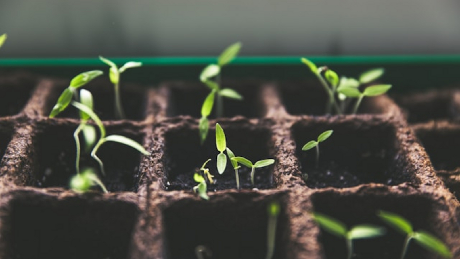 Seedlings on a window sill