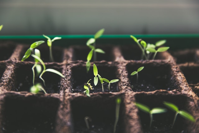 Seedlings growing on a window sill